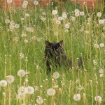 Cat in green / katt i gräs