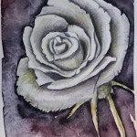 Black rose, 11 x 18 cm