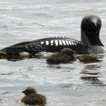 Storlom med 2 ungar/Arctic loon with two kids.