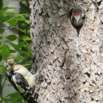 Woodpecker female and kid/Större hackspett hona med unge