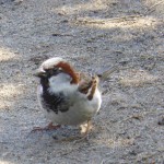 Sparrow/Gråsparv