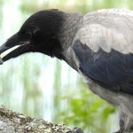 Kråka med en huggorms galla i munnen/Crow with an adders bile
