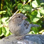 Gråsparv hona/House sparrow