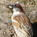 Gråsparv hane/House sparrow