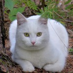 Vit katt / White cat