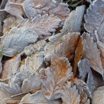 Frost-löv/ Frost leaves