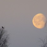 Day moonlight/ Dag måne