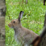 Skogshare / Rabbit
