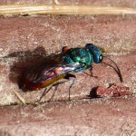 Guldstekel / ruby-tailed wasp