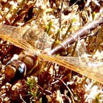 Brun mosaiktrollslända / Brown mosaic dragonfly