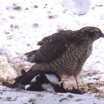 Sparrow hawk with magpie/sparvhök hona med skata.