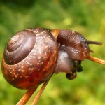 Snigel / Snail