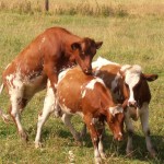 Young cows / Kvigor