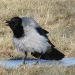 Crow/kråka