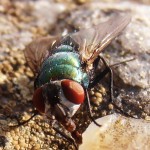 Spyfluga / fly