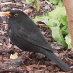 blackbird male/koltrast hane