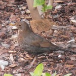 Blackbird female/koltrast hona