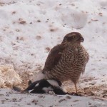 Sparrow hawk with magpie/Sparvhök tagit skata.