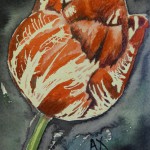 Red and white tulip, 12 x 18 cm