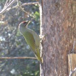 Grey-headed woodpecker/Gråspett
