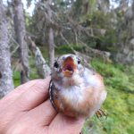 Bergfink – Fringilla montifringilla
