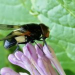 Fönsterblomfluga – Volucella pellucens