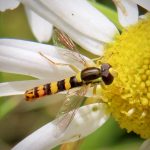 Sländblomflugor – sphaerophoria