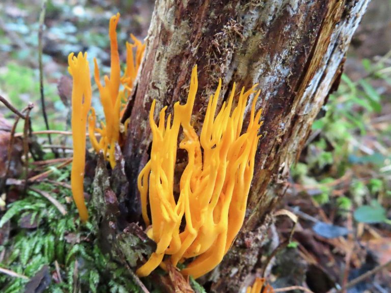 Gullhorn - Calocera Viscosa - Axart - Birds, Nature And Art