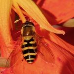 Solblomfluga – Syrphus ribesii