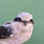 Varfågel – Lanius excubitor – shrike
