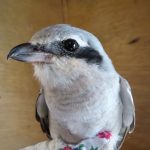 Varfågel – Lanius excubitor – shrike