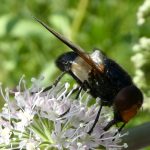 fönsterblomfluga – Volucella pellucens