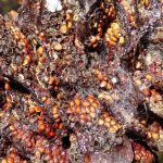 Häggrost på grankotte – Pucciniastrum areolatum