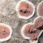 Hålskinn – Peniophora polygonia