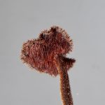 Örtaggsvamp – Auriscalpium vulgare