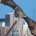 Strix nebulosa – lappuggla – great grey owl