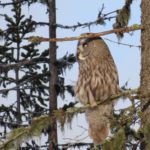 Lappuggla – strix nebulosa – great grey owl
