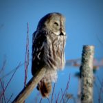 Lappuggla – Strix nebulosa – great grey owl
