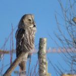 Lappuggla – Strix nebulosa – great grey owl