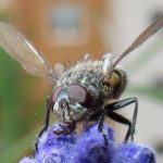 Entomophthora muscae – flugmögel ﻿