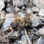 Andrena clarkella – videsandbi