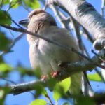 Stenknäck – Coccothraustes coccothraustes –  hawfinch