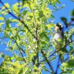 Stenknäck – Coccothraustes coccothraustes –  hawfinch