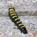 Alaftonfly – Acronicta alni – alder moth