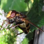Bålgetingblomfluga – Volucella inanis