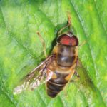 Gulfotad slamfluga – Eristalis pertinax – tapered dronefly