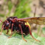 klubbhornstekel – Cimbex femoratus – Birch Sawfly