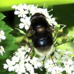 Mörk slamfluga – Eristalis intricaria