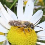 skogsbandbi – Halictus rubicundus – Orange-legged Furrow Bee