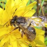 Tandsandbi – Andrena denticulata – greybanded mining bee